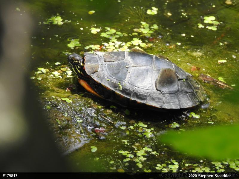 Eastern Painted Turtle