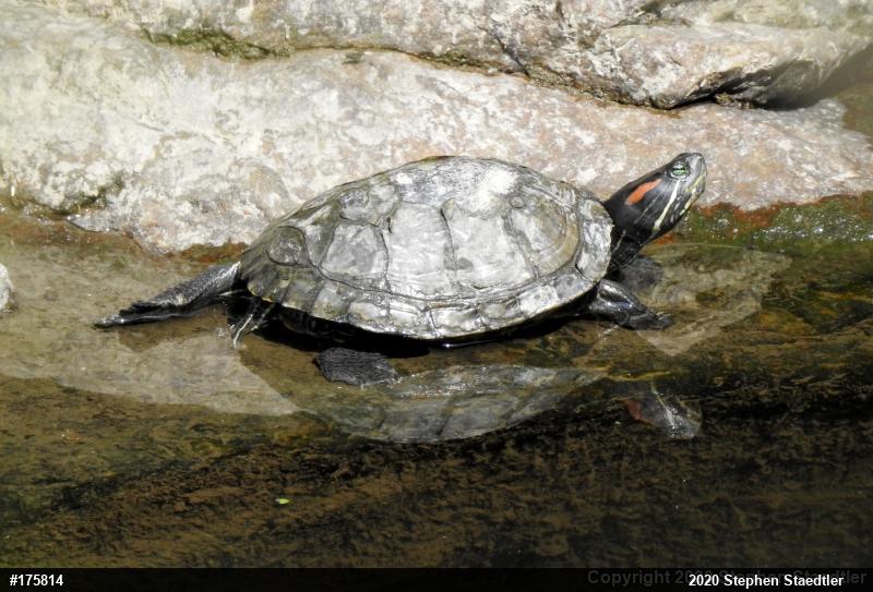 Red-eared Slider