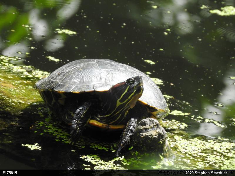 Red-eared Slider