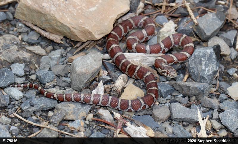 Eastern Milksnake