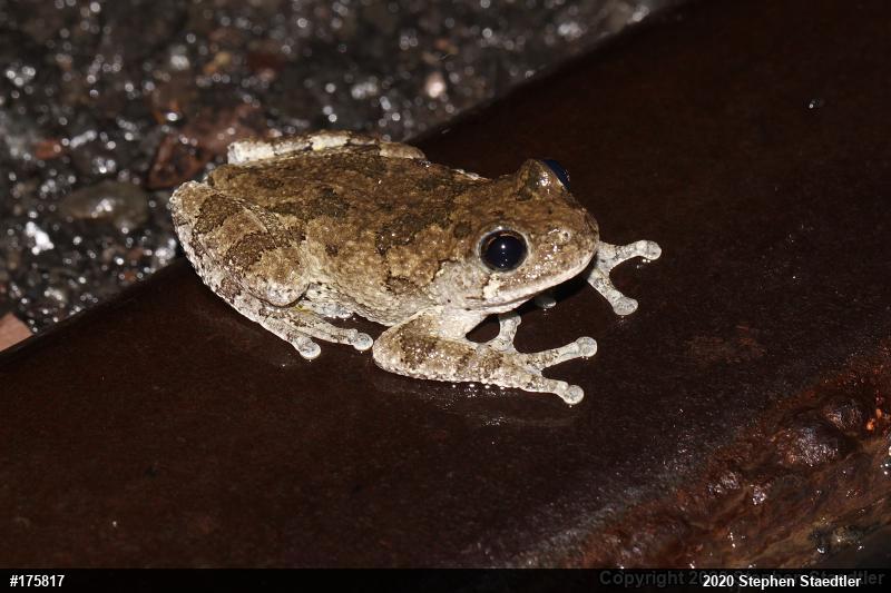 Unknown Gray Treefrog