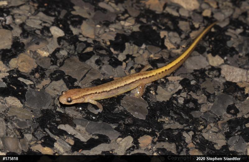 Northern Two-lined Salamander