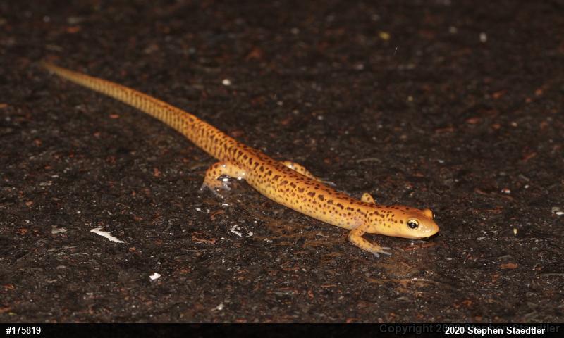 Eastern Long-tailed Salamander