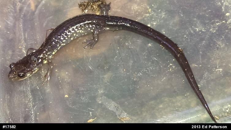 Wehrle's Salamander