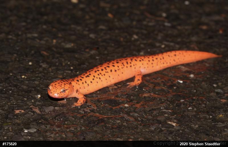 Northern Red Salamander