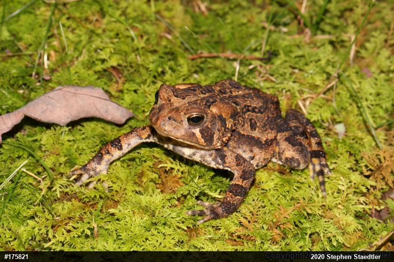 Eastern American Toad