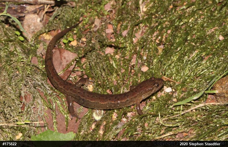 Northern Dusky Salamander