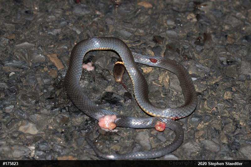 Northern Ring-necked Snake