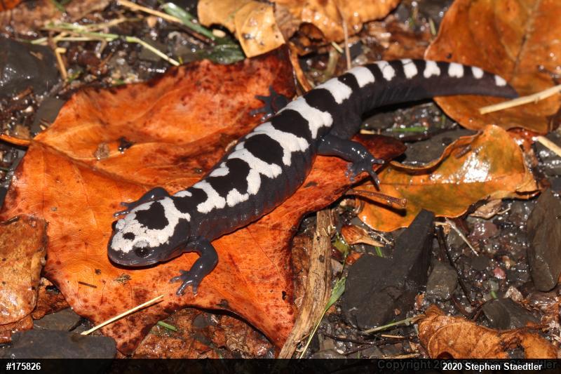 Marbled Salamander