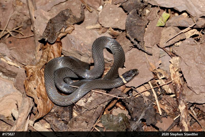 Northern Ring-necked Snake