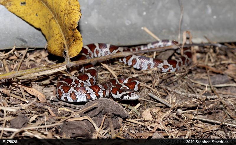 Eastern Milksnake