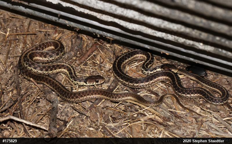 Eastern Gartersnake