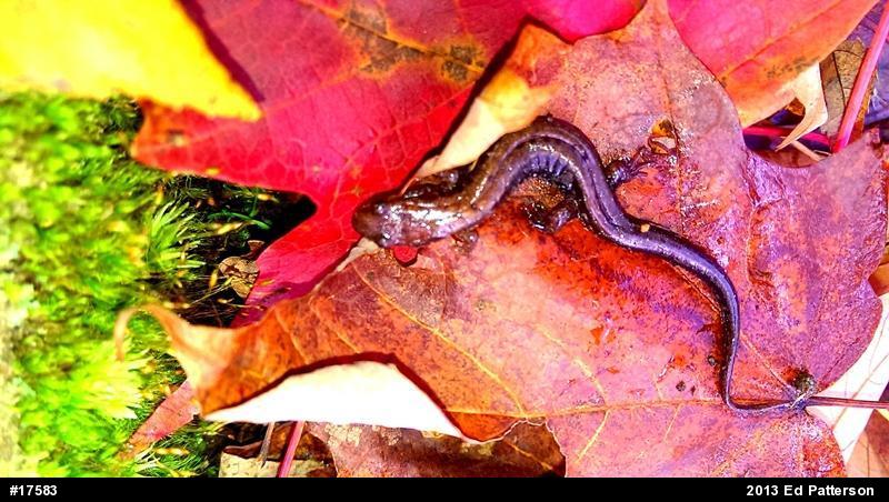 Allegheny Mountain Dusky Salamander