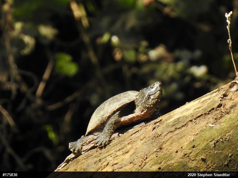 Eastern Musk Turtle