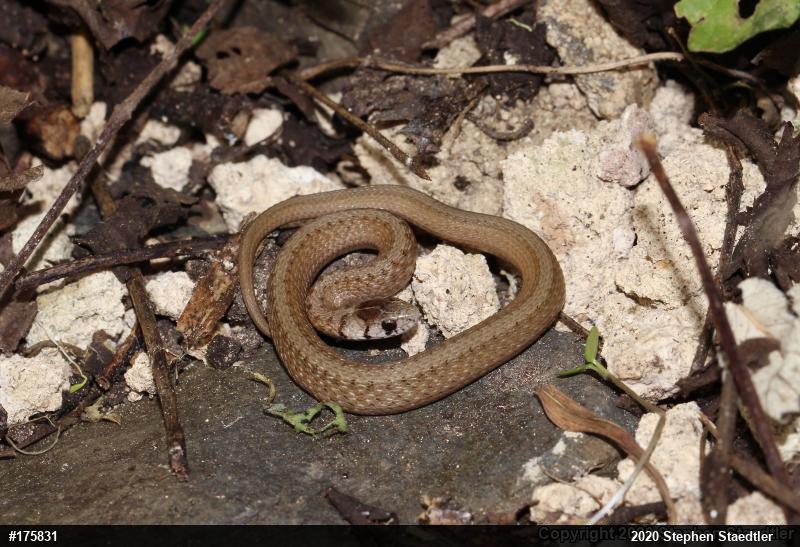 Dekay's Brownsnake
