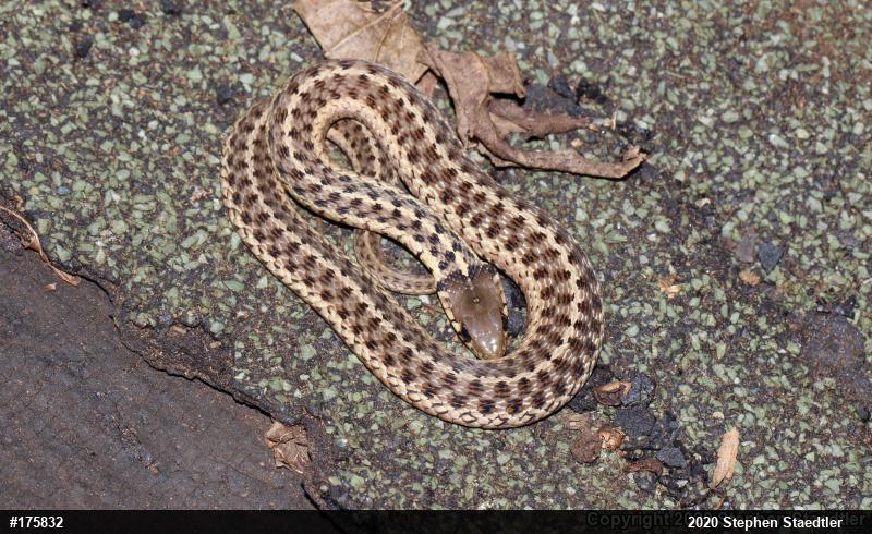 Eastern Gartersnake