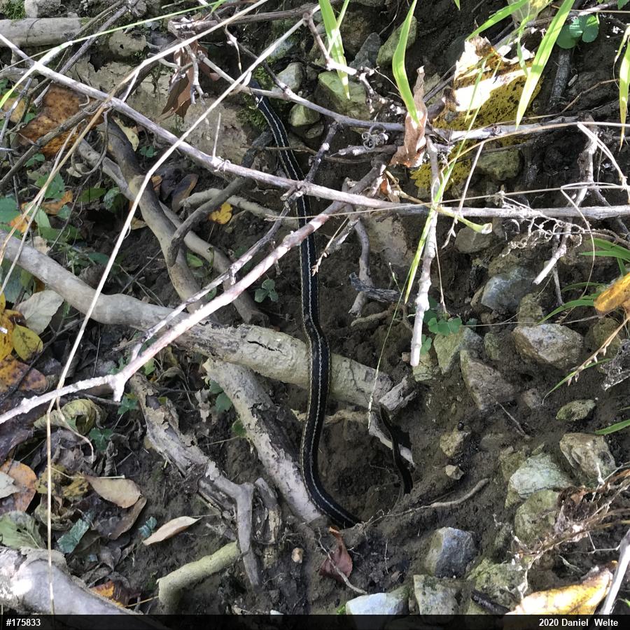 Eastern Gartersnake