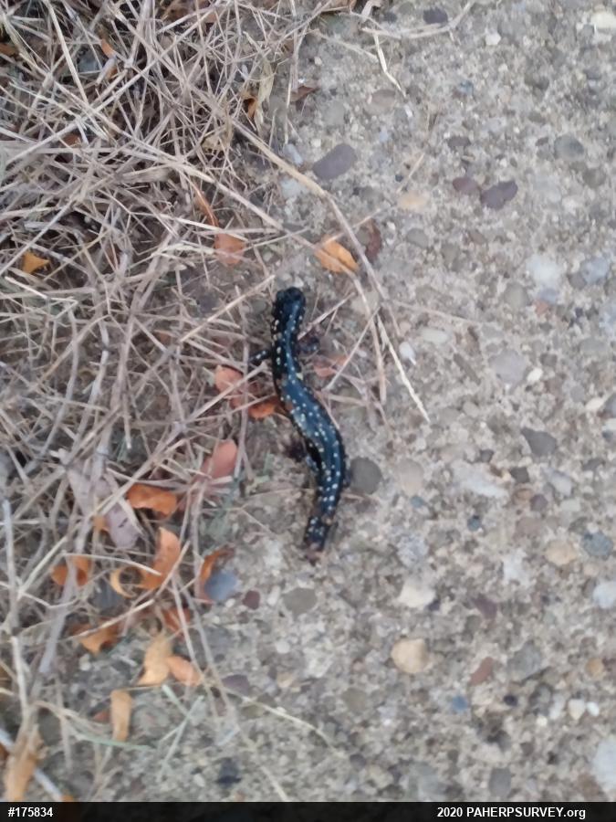 Northern Slimy Salamander