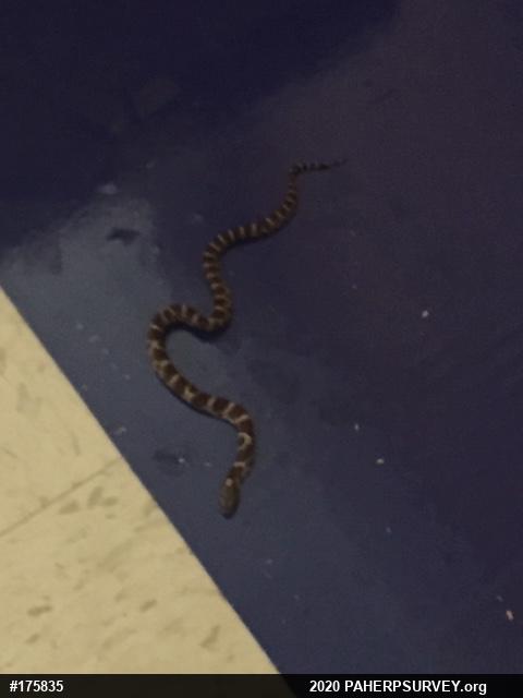 Eastern Milksnake
