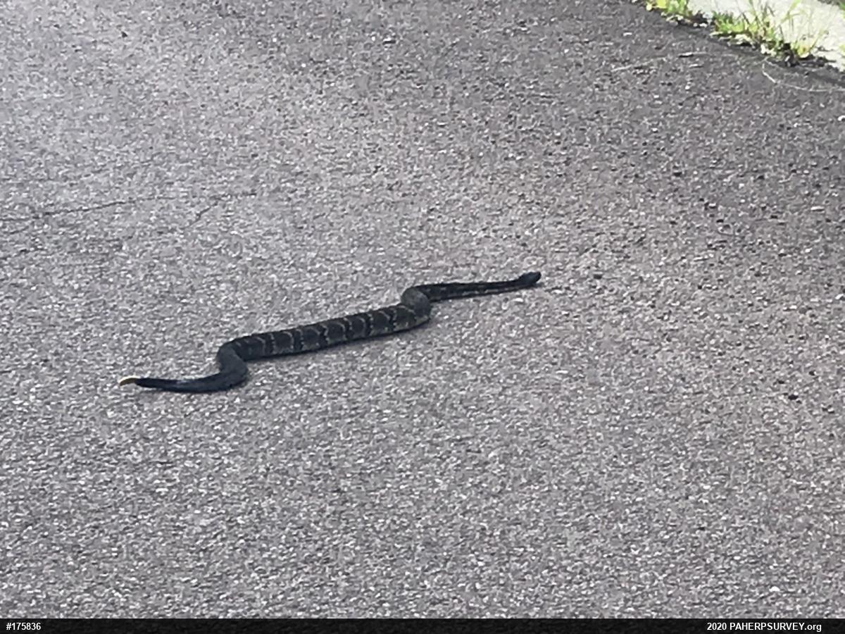 Timber Rattlesnake