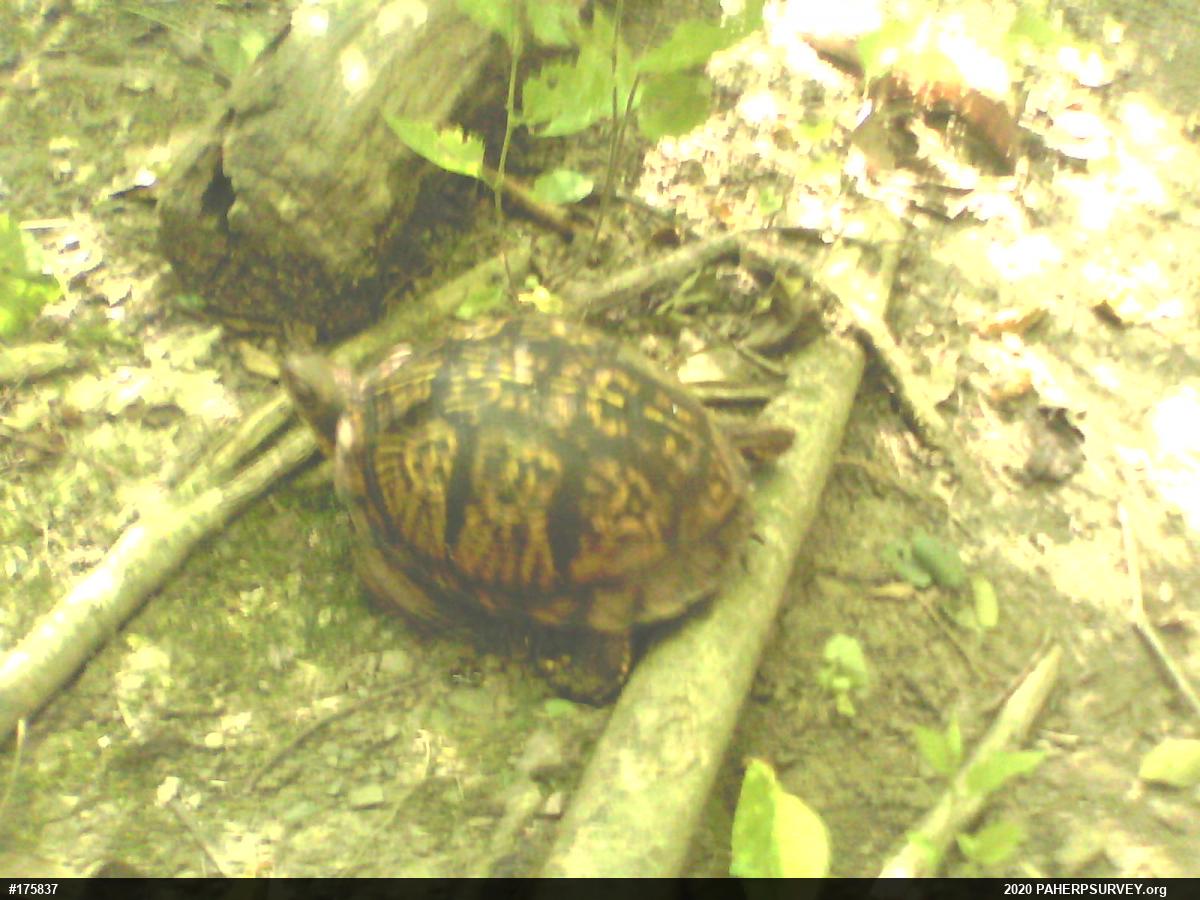 Eastern Box Turtle