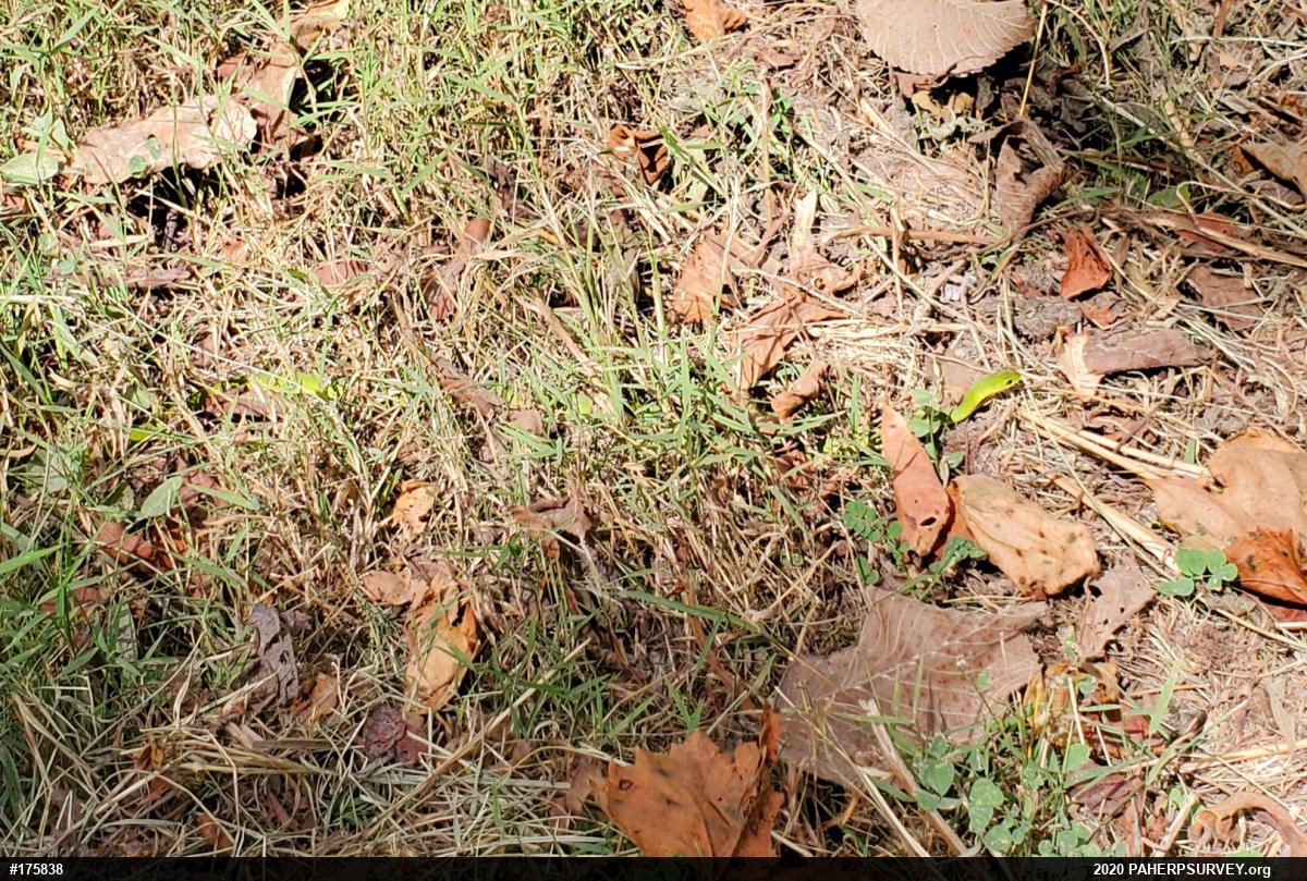 Smooth Greensnake
