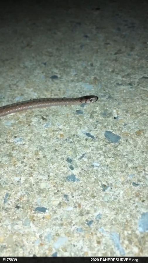 Dekay's Brownsnake