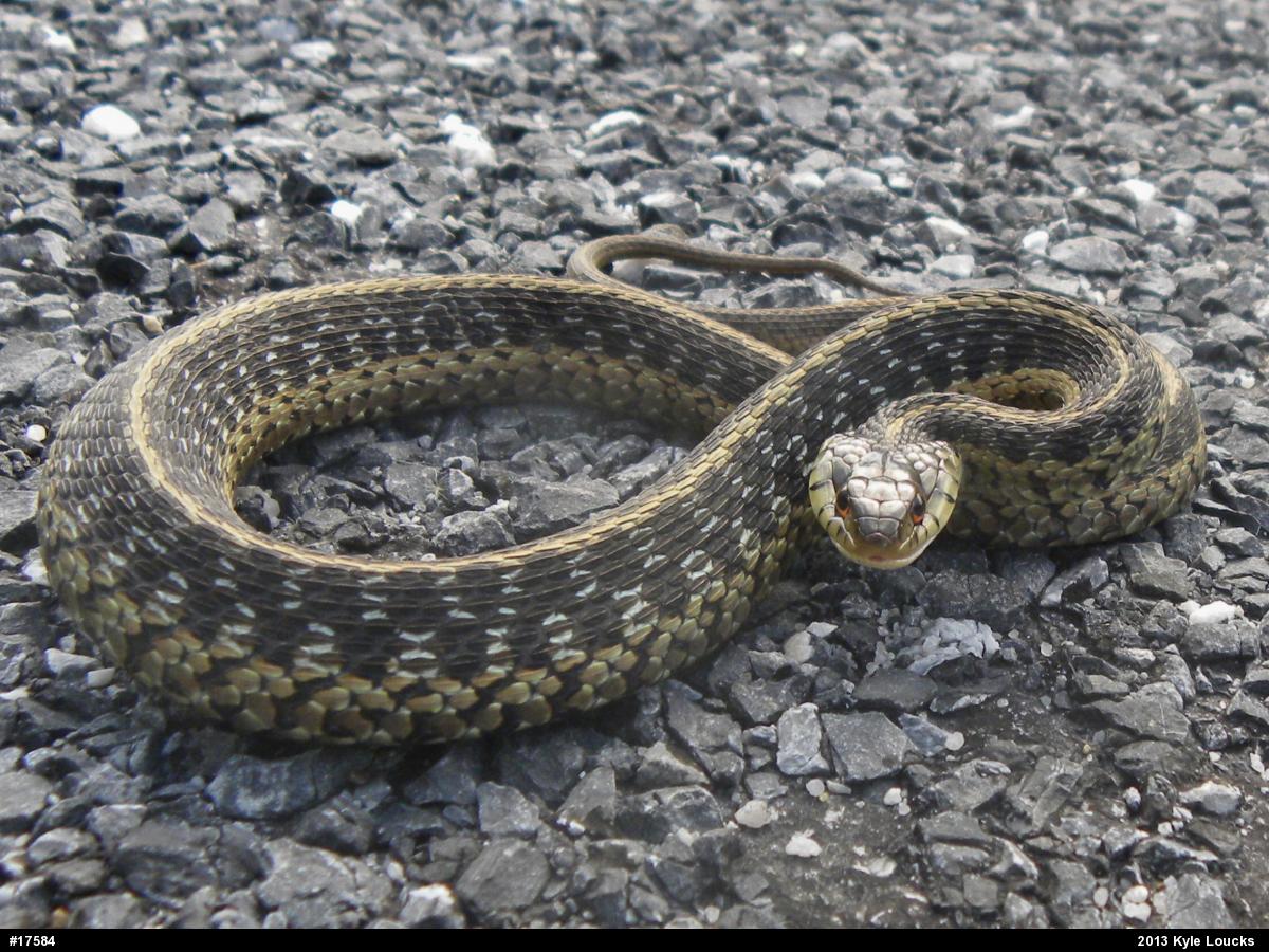 Eastern Gartersnake