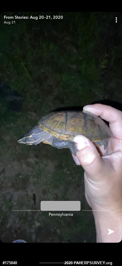 Eastern Musk Turtle