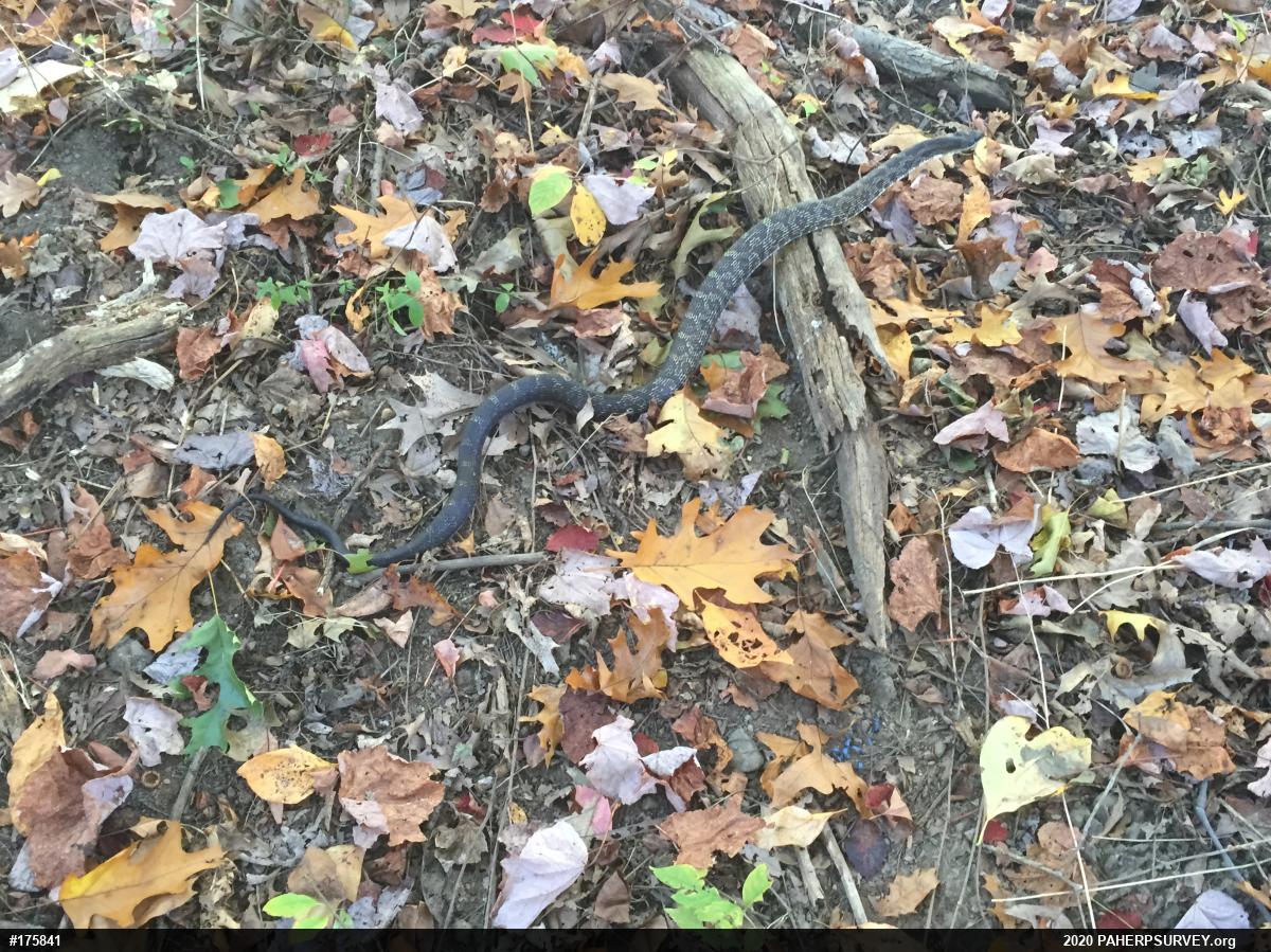 Eastern Ratsnake