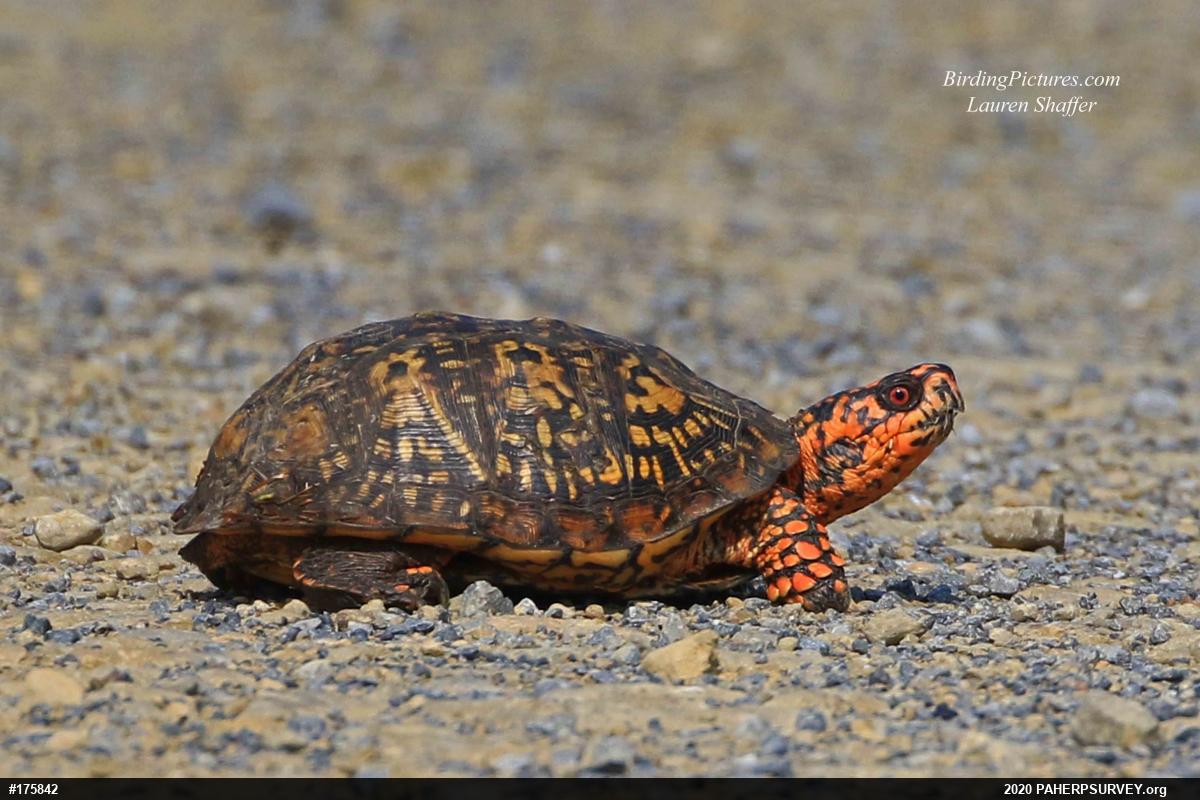 Eastern Box Turtle