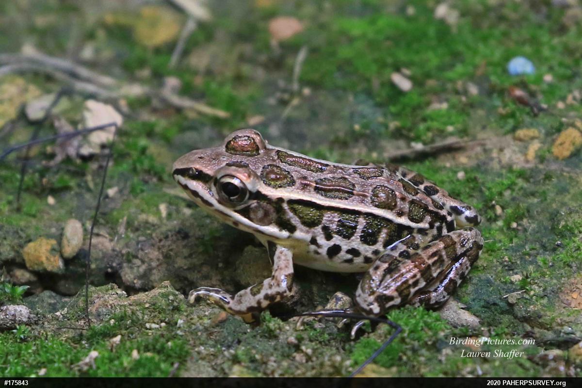 Pickerel Frog