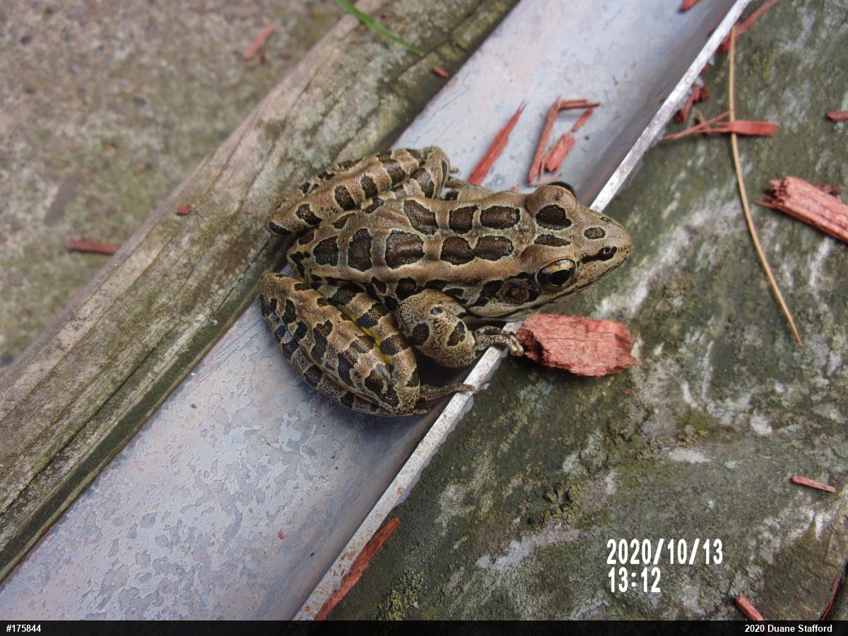 Pickerel Frog