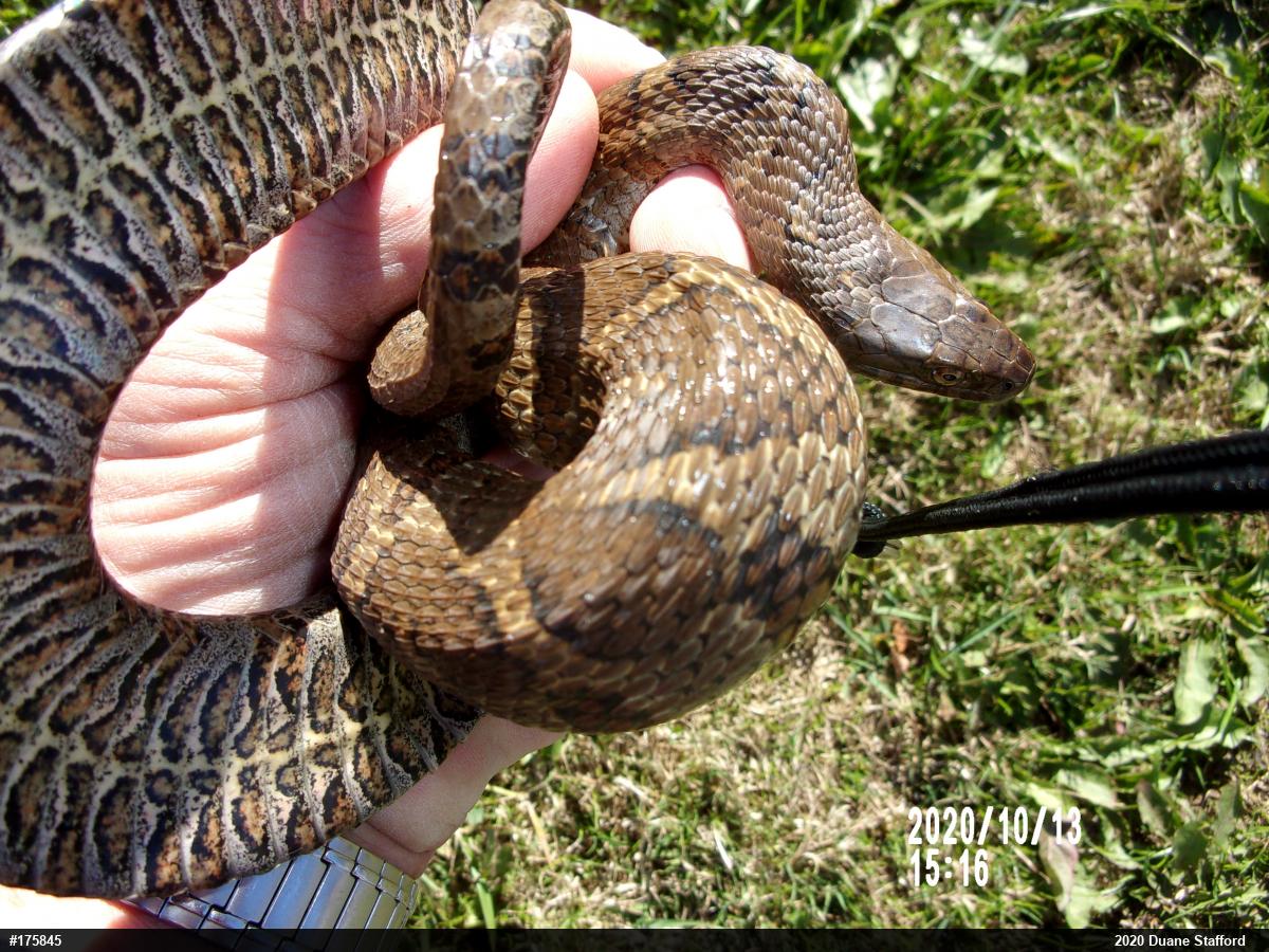 Northern Watersnake