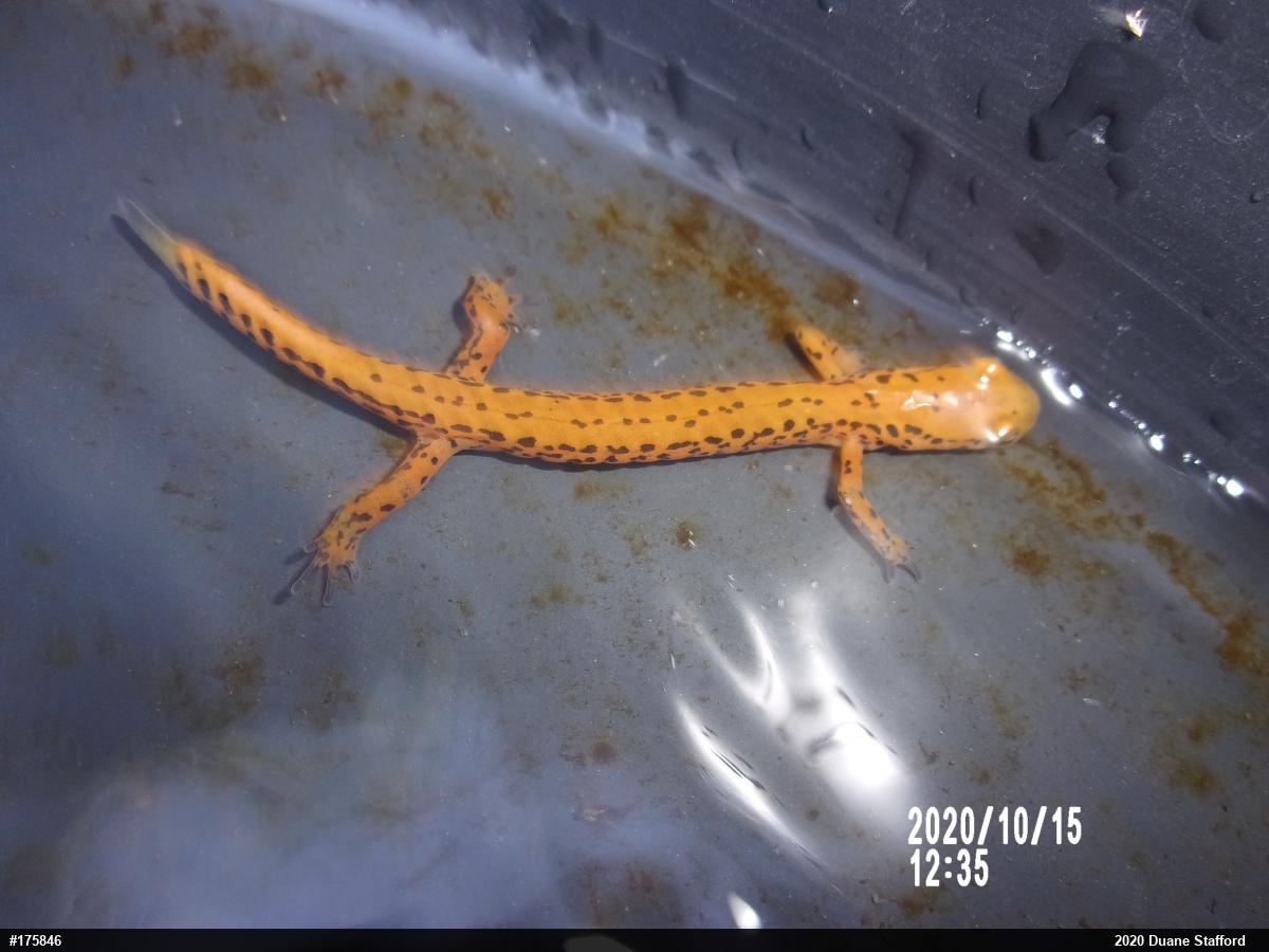 Eastern Long-tailed Salamander