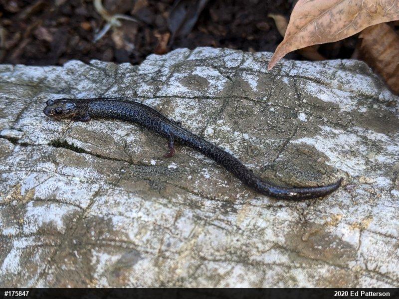 Valley And Ridge Salamander