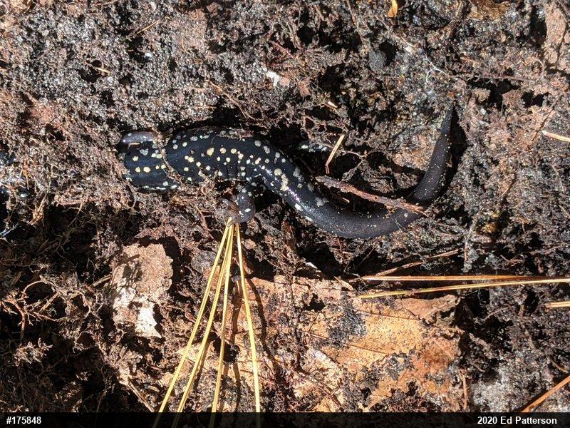 Northern Slimy Salamander