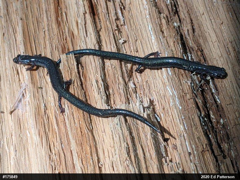 Valley And Ridge Salamander