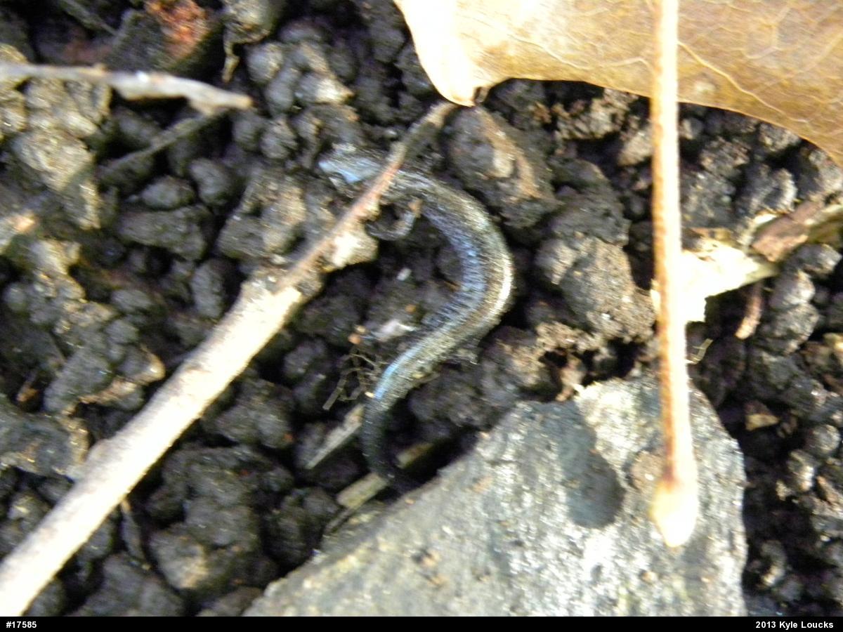 Eastern Red-backed  Salamander