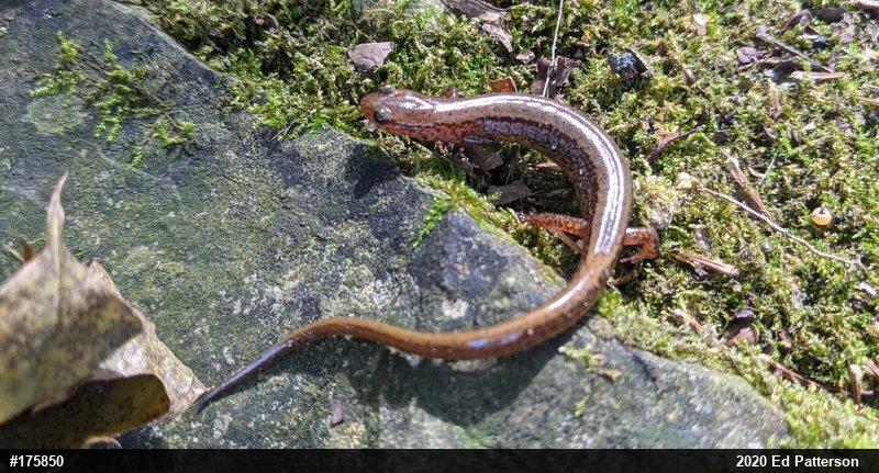 Northern Two-lined Salamander