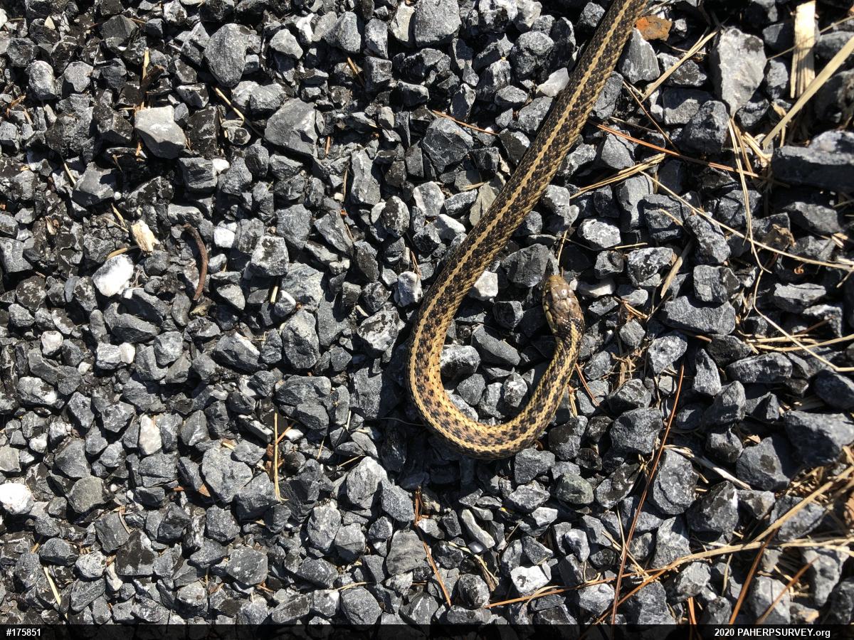 Eastern Gartersnake