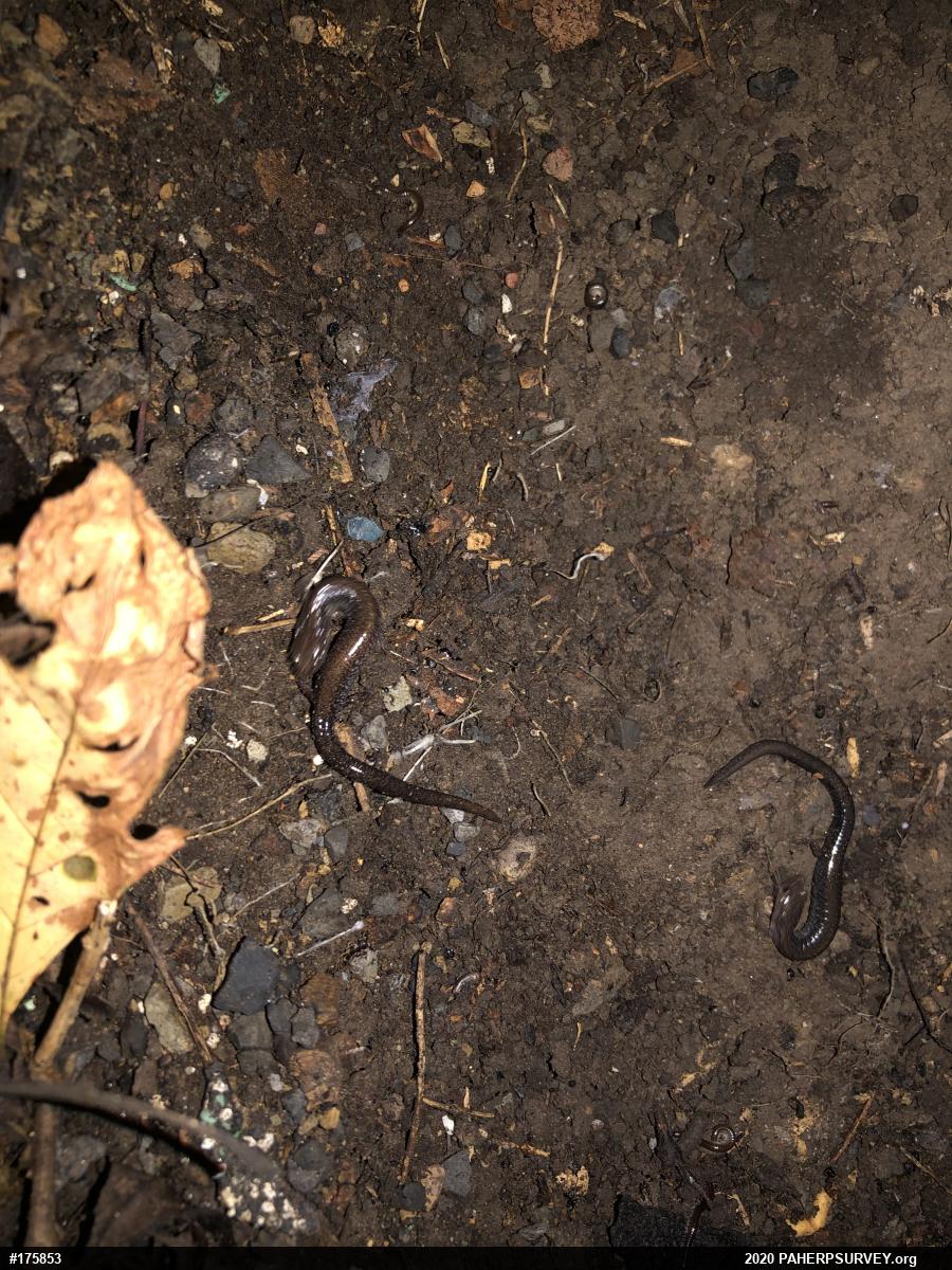 Eastern Red-backed  Salamander