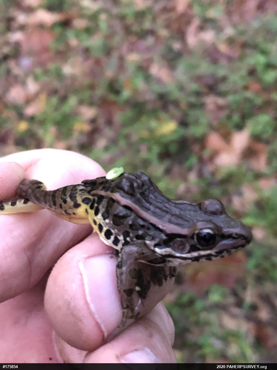 Pickerel Frog
