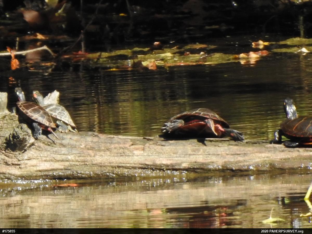 Red-eared Slider