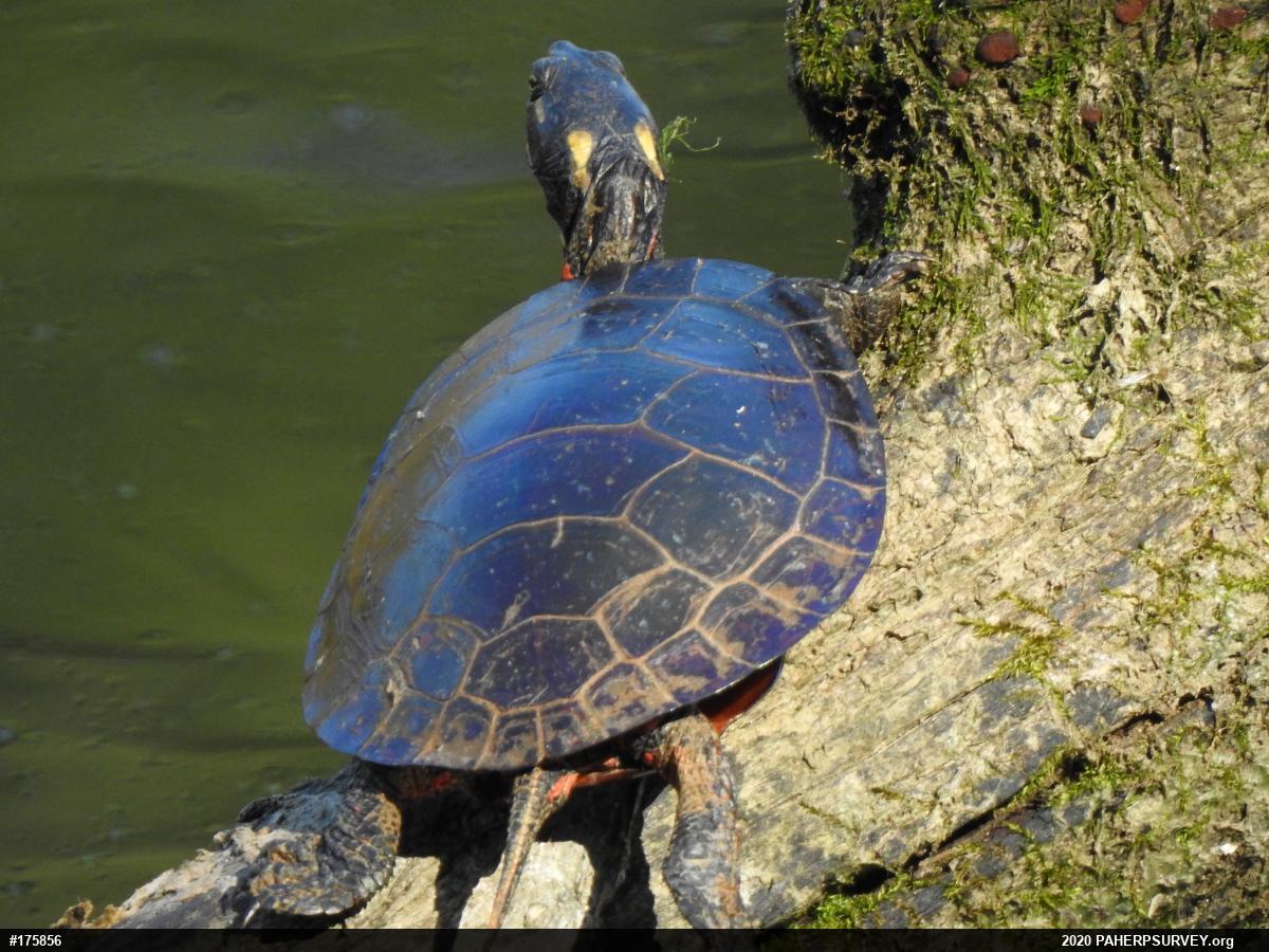Eastern Painted Turtle