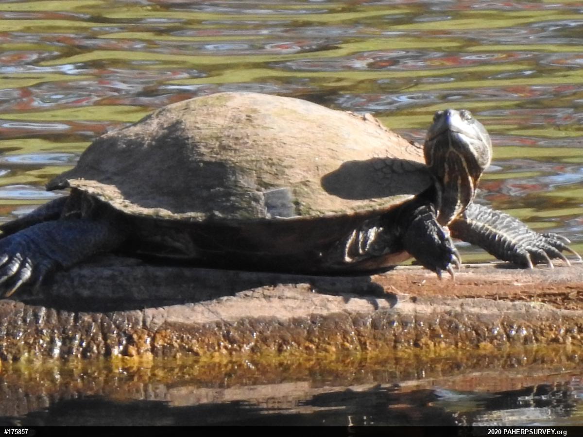 Red-eared Slider