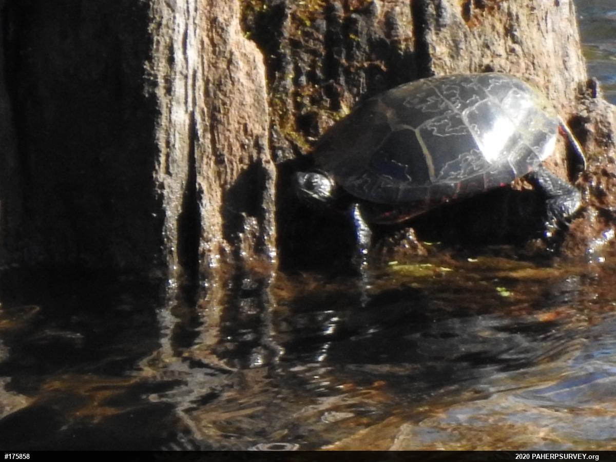 Eastern Painted Turtle