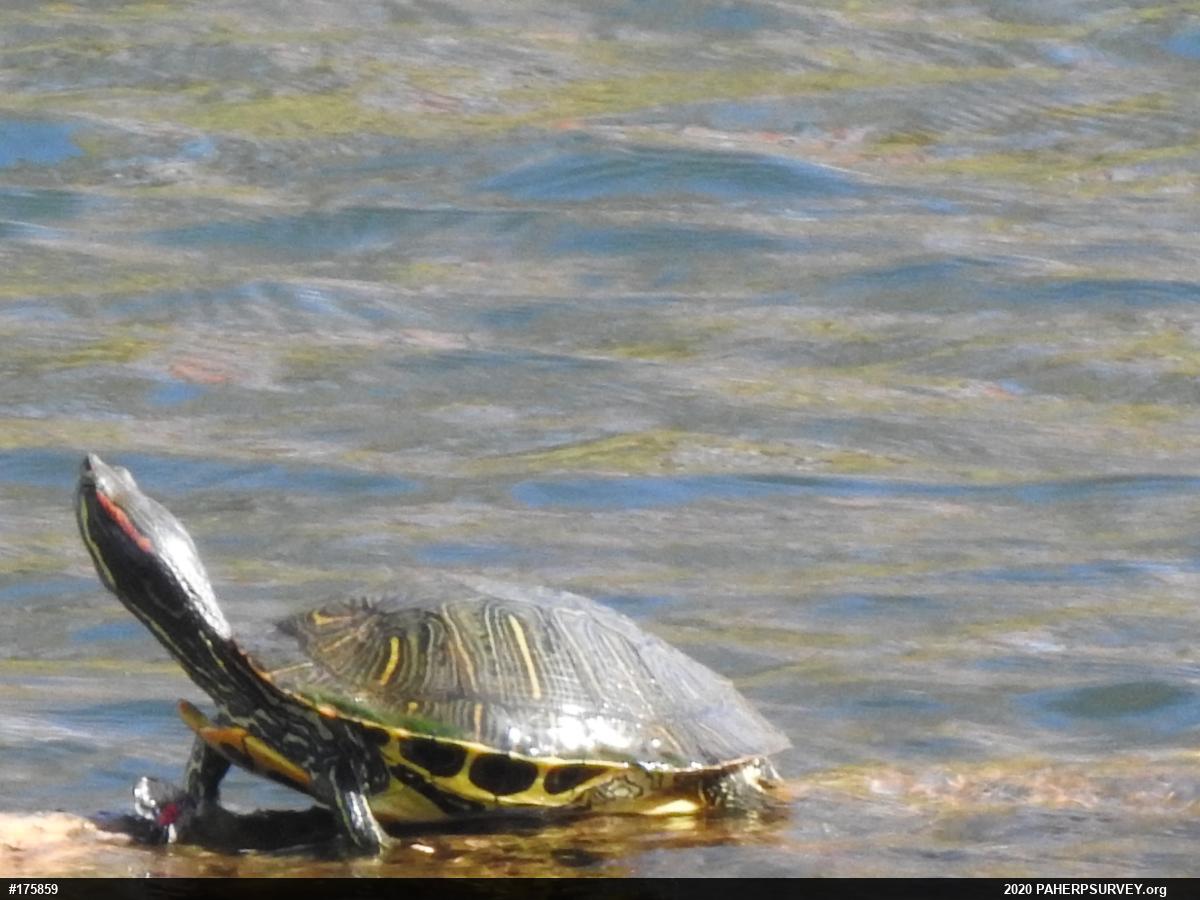 Red-eared Slider
