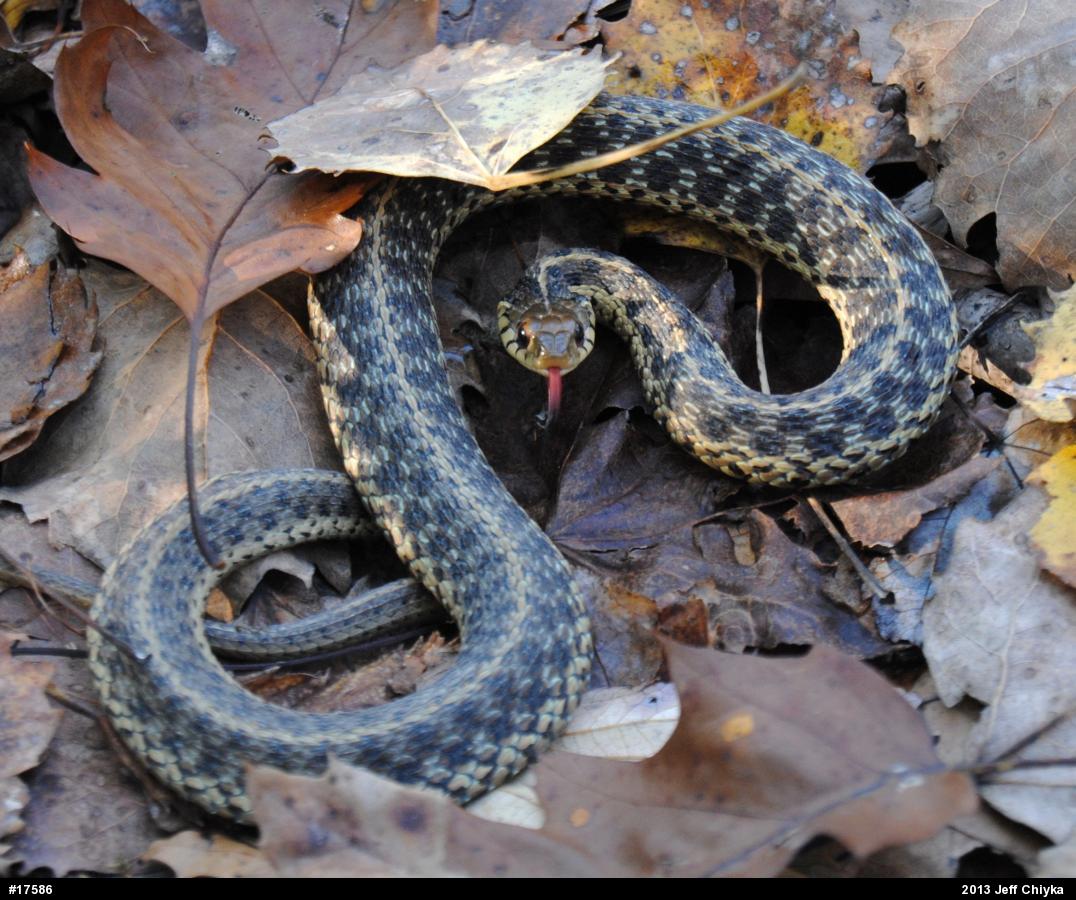 Eastern Gartersnake