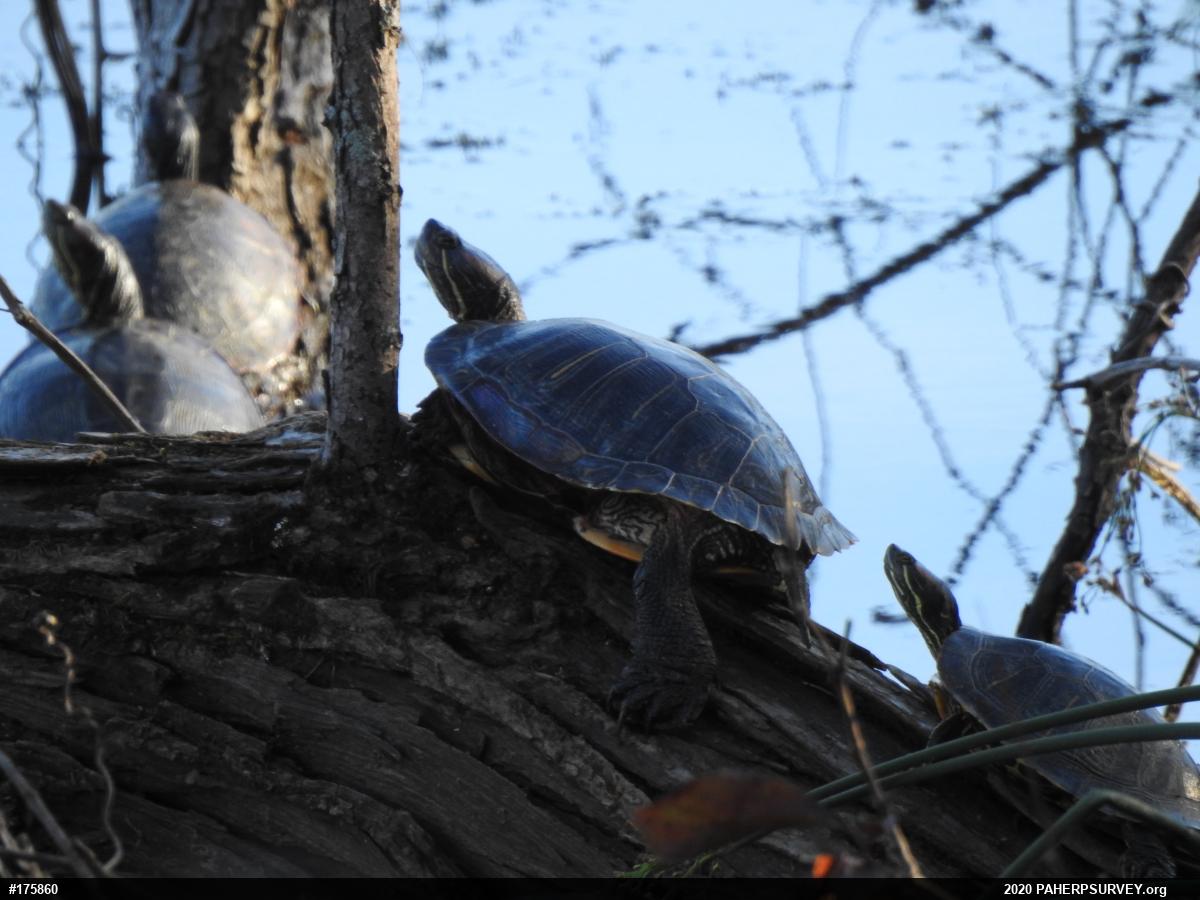 Red-eared Slider